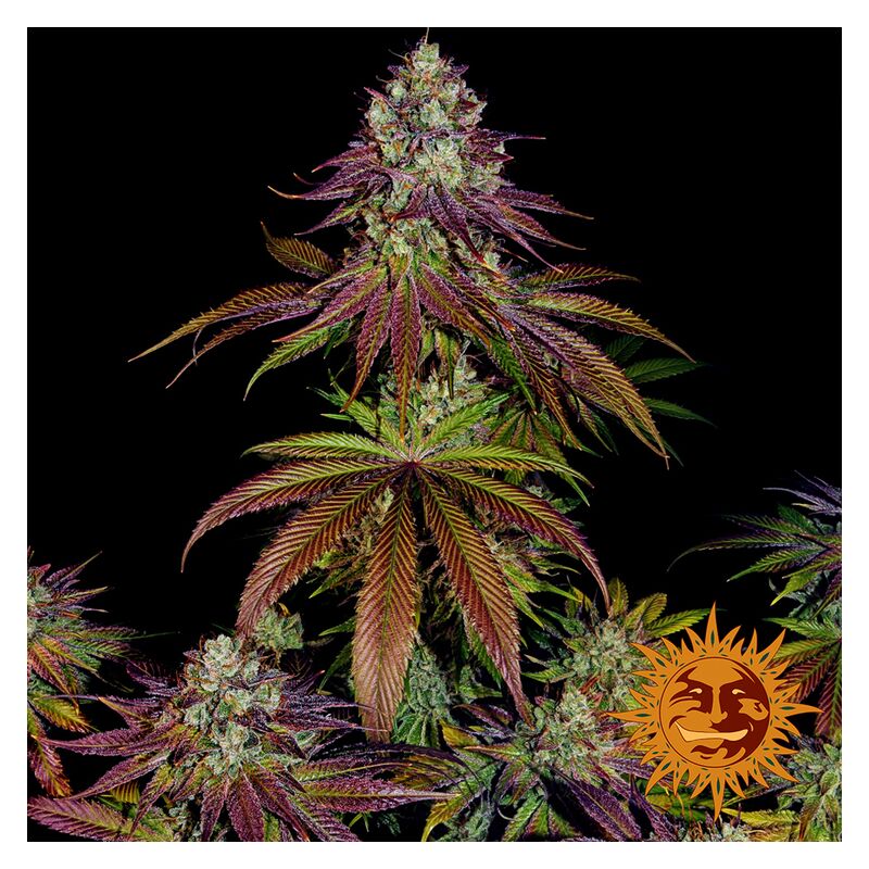 Mimosa EVO, Фасовка: 1, изображение 15